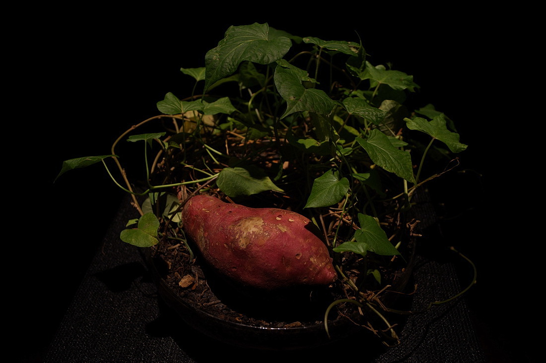 And the museum's most unusual attraction is the batata plant.